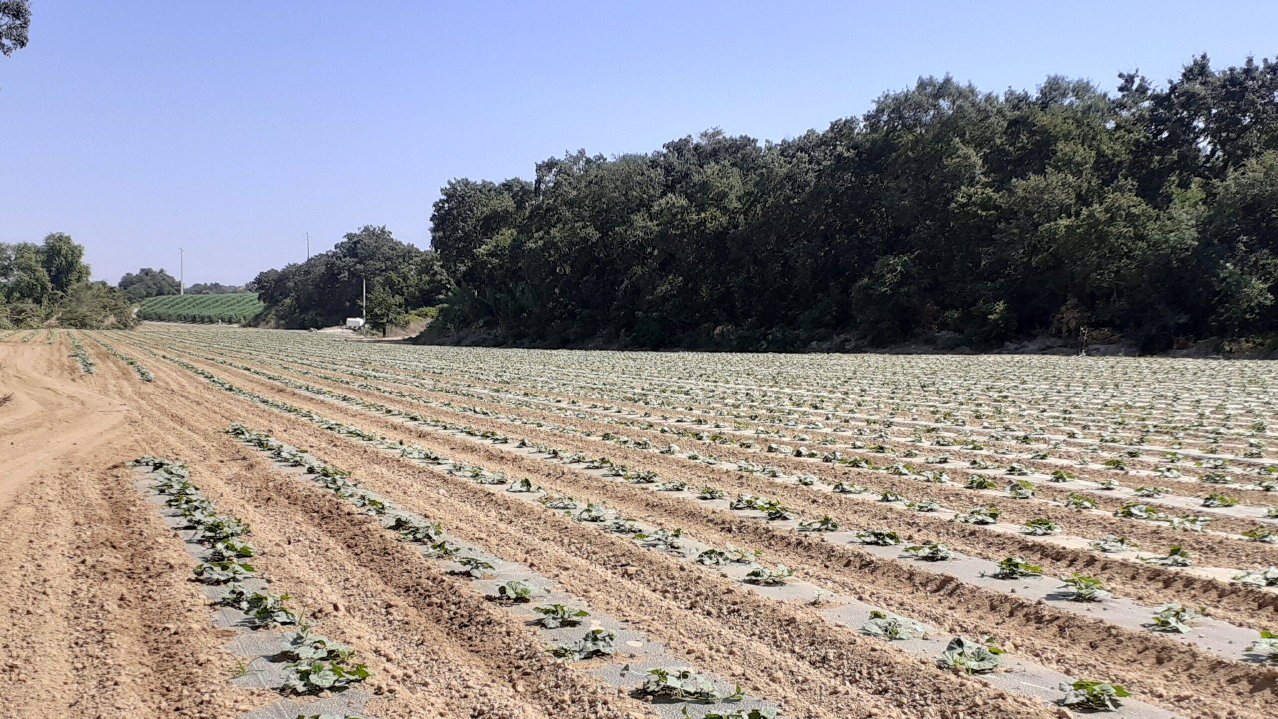 Bio-Mulch-Film-Naturplás|Rocío Castelló Ingeniera Química y Responsable de Calidad de Naturplás España
